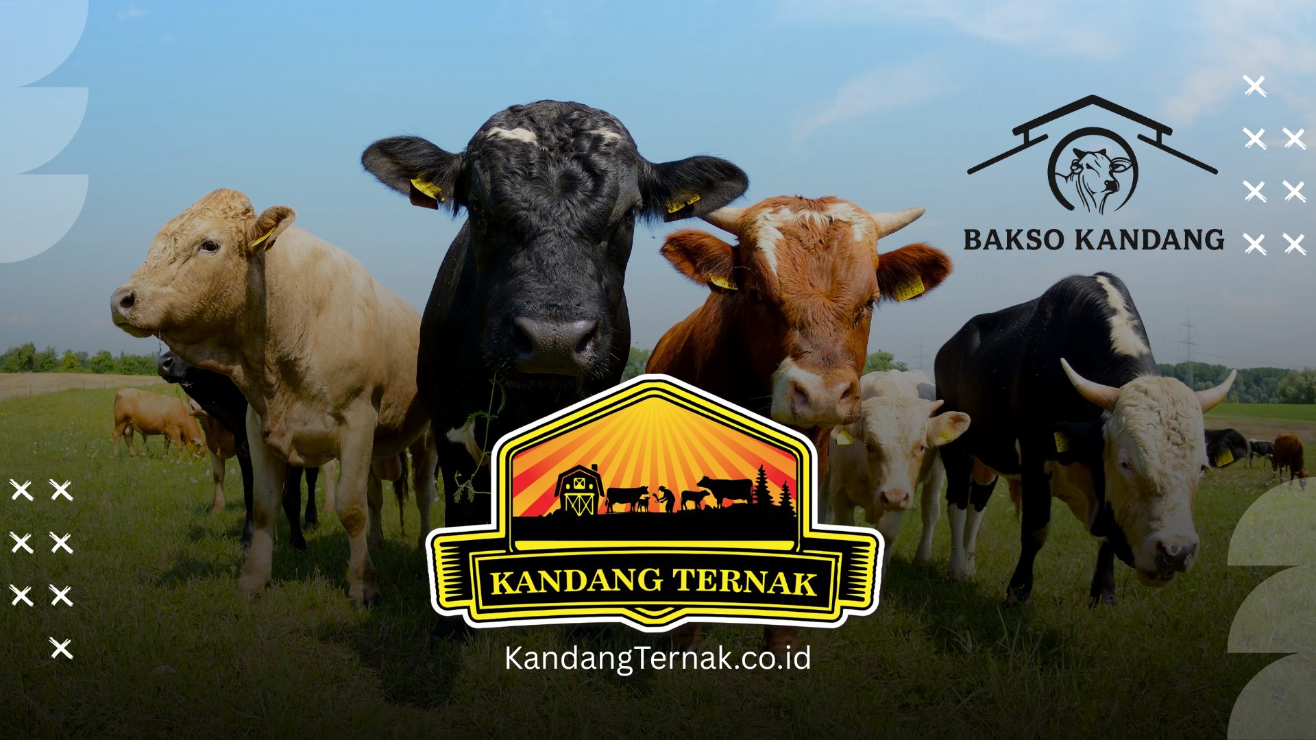 bakso kandang dari kandang ternak